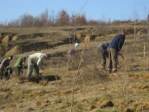 Primăria care a sădit 240.000 de arbori